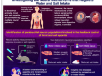 解码大脑如何管理对盐和水的食欲